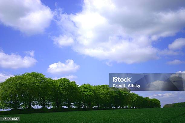 Allee Der Bäume Stockfoto und mehr Bilder von Ast - Pflanzenbestandteil - Ast - Pflanzenbestandteil, Baum, Blatt - Pflanzenbestandteile