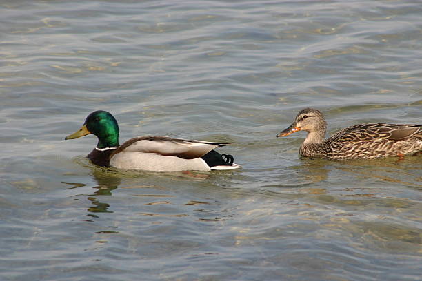 Mallard and Hen stock photo