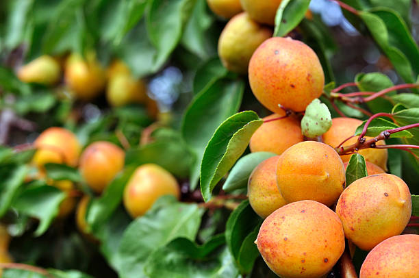 istock close-up of the ripe apricots 471004818