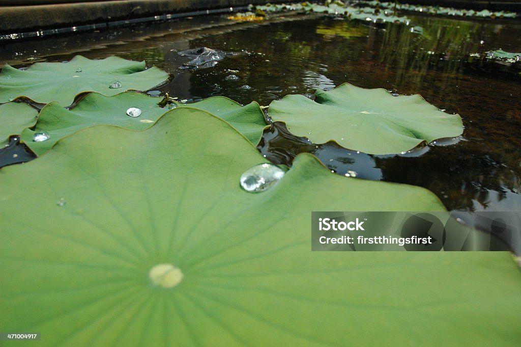 Lilly Pad2 - Foto de stock de Bebida gelada royalty-free