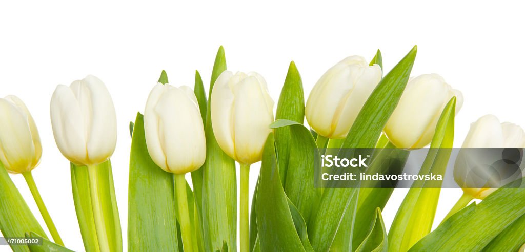 Tulip blooms Abstract background made of tulip blooms with white space for text 2015 Stock Photo