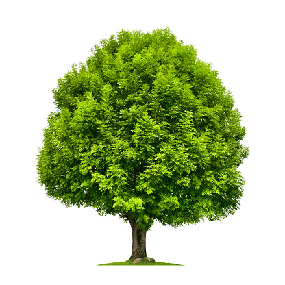 Perfect ash tree with lush green foliage and nice shape isolated on pure white background