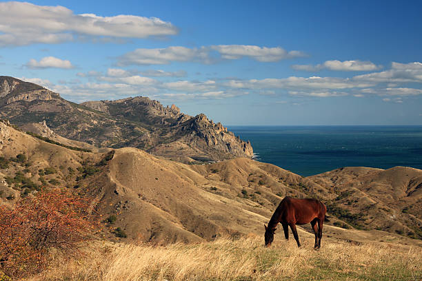 istock Wild horse on the sea landscape 471005222