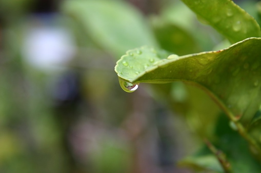 Water droplet on a leaf just after rainfall in Thailand.