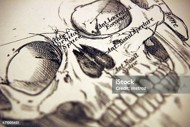 Makro Von Einer Illustration Eines Menschlichen Schädel Stock Vektor Art und mehr Bilder von Autopsie