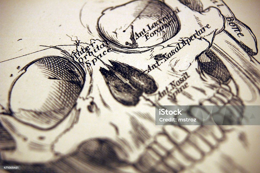 Macro of a illustration of a Human Skull This is a macro, with shallow depth of field of a  medical illustration of a human skull. Autopsy stock illustration