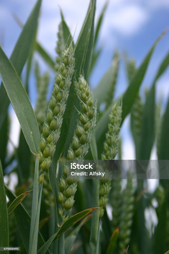 Wheat ripening in the sun close up shot of wheat slowly ripening in the sunshine Agricultural Field Stock Photo