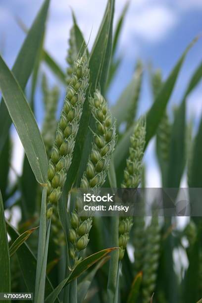 Wheat Ripening In The Sun Stock Photo - Download Image Now - Agricultural Field, Agriculture, Blade of Grass