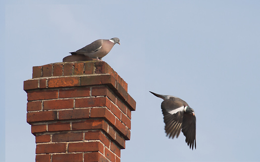 pigeon on chimney and in flight
