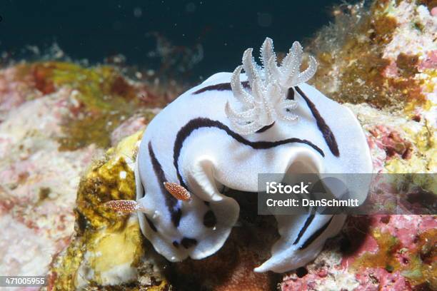 Nudibranach О Том Чтобы Заложить Яйцо — стоковые фотографии и другие картинки Вода - Вода, Голожаберный моллюск, Горизонтальный