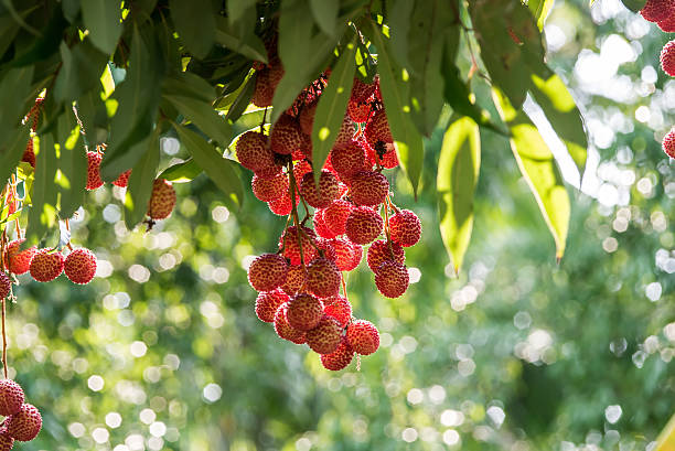 lychee fruit in thailand lychee fruit in thailand lychee stock pictures, royalty-free photos & images