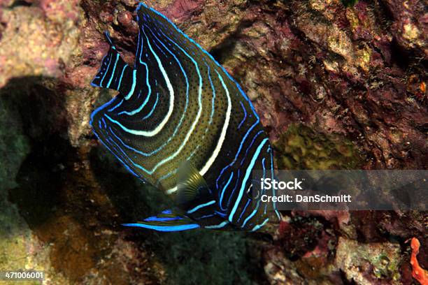 Juvinle Engel Stockfoto und mehr Bilder von Fels - Fels, Fisch, Fotografie