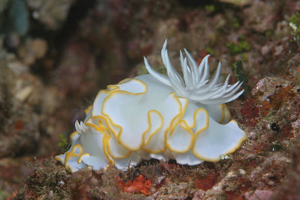 Gold Fringed Nudibranch The mantle of a gold fringed nudibranch waves about in the ocean mickey mantle stock pictures, royalty-free photos & images