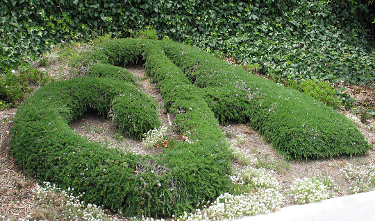 Actually, a rosemary topiary \