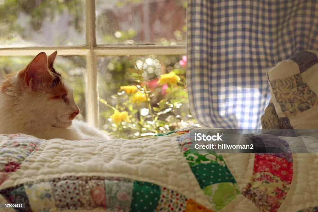 Country Cat Quilt Scene: Warm cat lying on quilt near window, flowers in the background - can't get more "country" than that. With a warm tone. Quilt Stock Photo