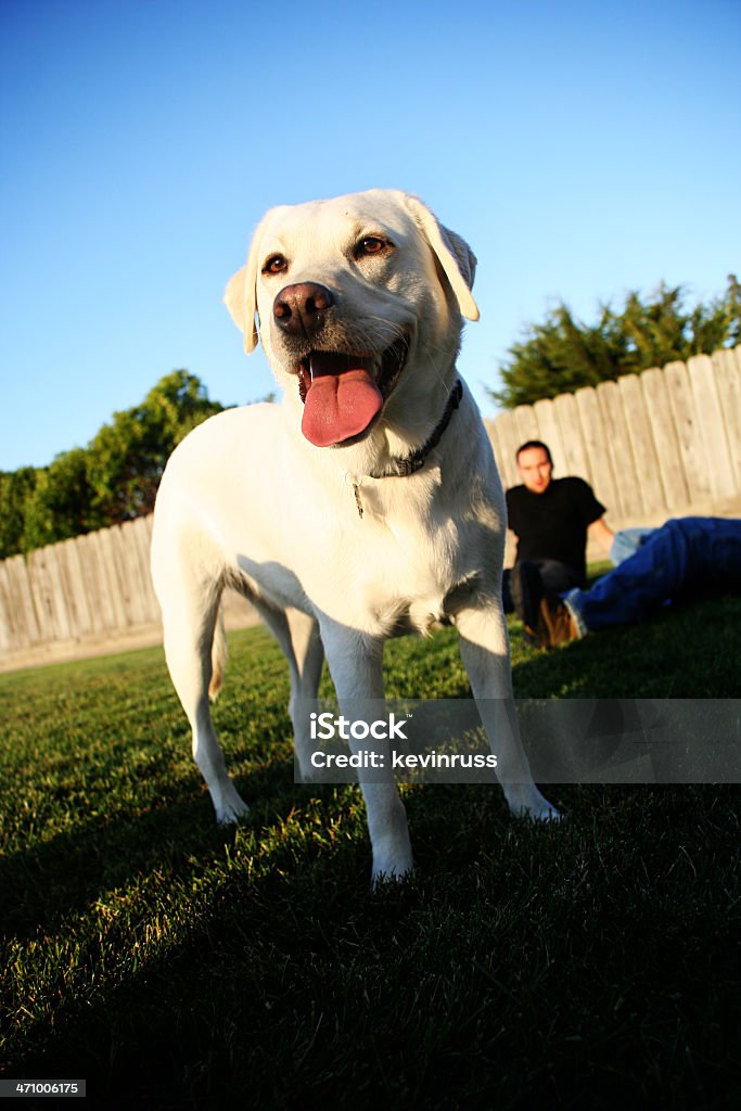 Pies poza gra z jego właściciel - Zbiór zdjęć royalty-free (Biały)