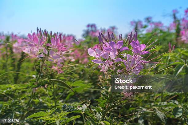 Pink Flowers Stock Photo - Download Image Now - 2015, Agricultural Field, Beginnings