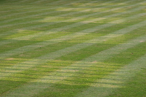 Gras pattern stock photo