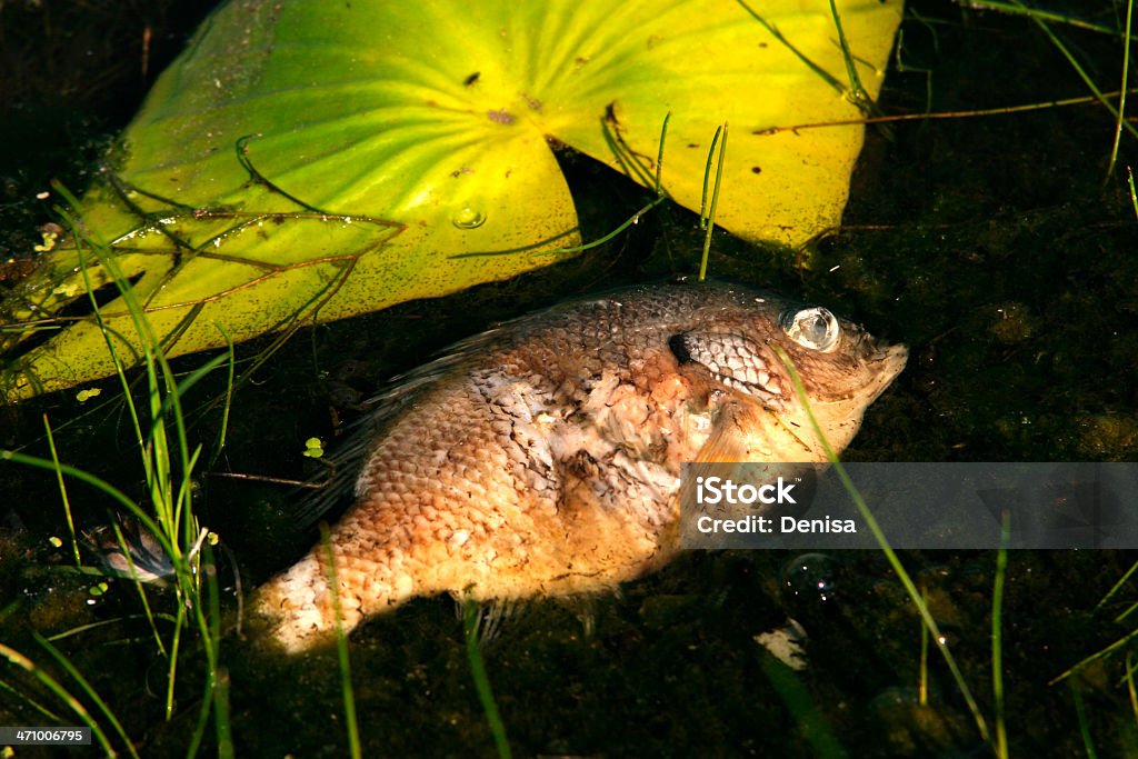 Pesce morto in stagno - Foto stock royalty-free di Acqua