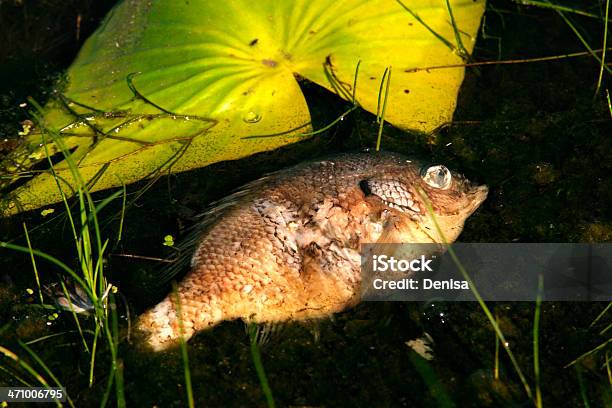 Pesce Morto In Stagno - Fotografie stock e altre immagini di Acqua - Acqua, Ambientazione tranquilla, Animale