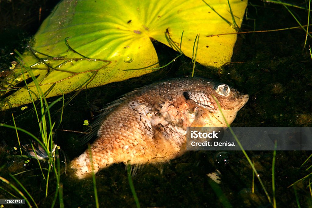 Dead peixes no lago - Foto de stock de Animal royalty-free