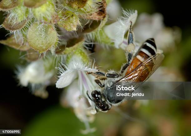 Pszczoła I Bazylia - zdjęcia stockowe i więcej obrazów Bez ludzi - Bez ludzi, Bliskie zbliżenie, Fotografika