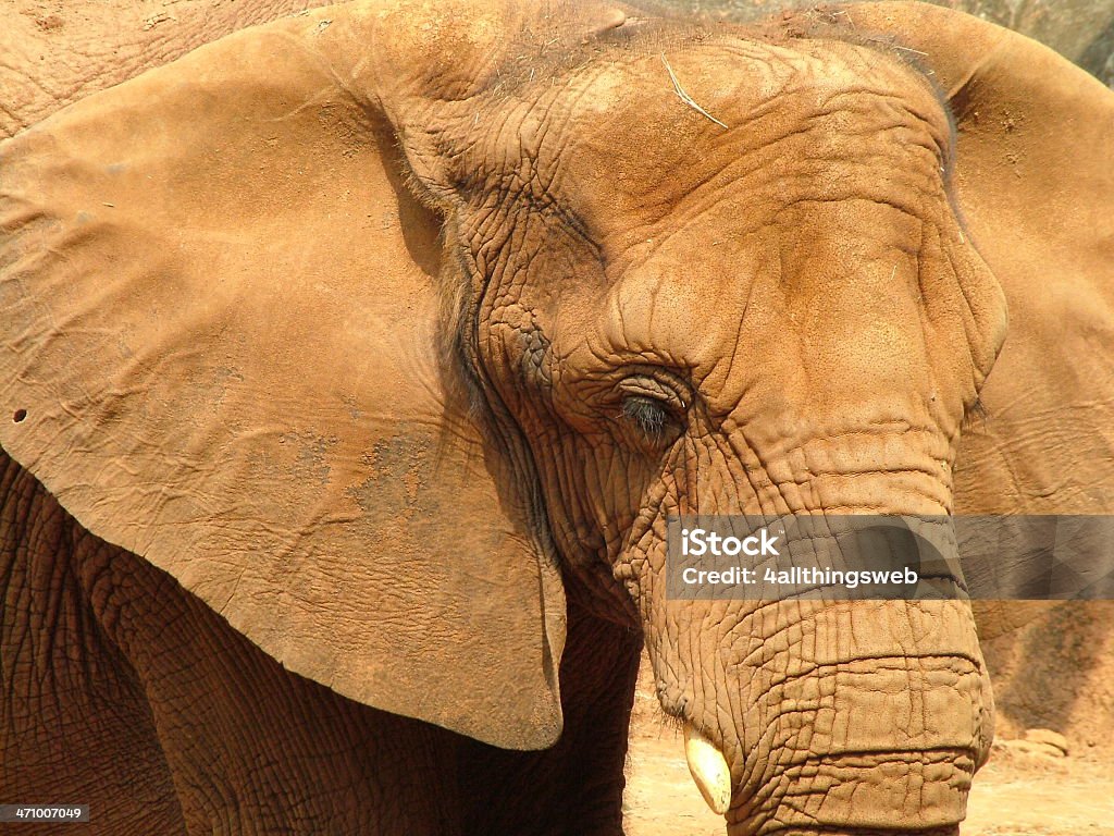 Elefante de cerca - Foto de stock de Animal libre de derechos