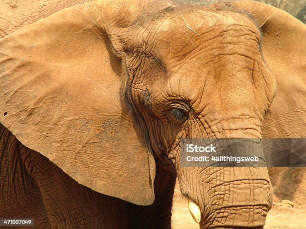 Elefante De Cerca Foto de stock y más banco de imágenes de Animal - Animal, Colmillo, Elefante