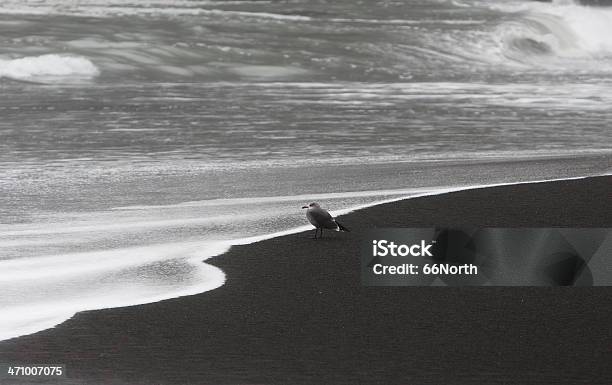 Einsam Gull Stockfoto und mehr Bilder von Abgeschiedenheit - Abgeschiedenheit, Blase - Physikalischer Zustand, Brandung