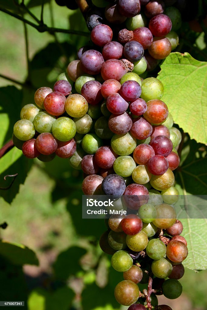 Ripening uvas - Foto de stock de Aire libre libre de derechos