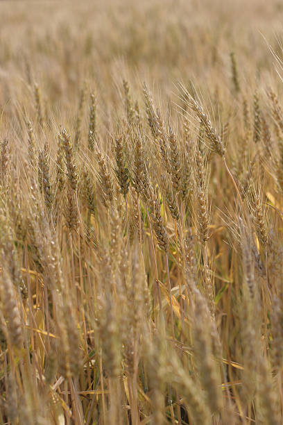 campo de trigo dorado - 07 - genetic research rural scene wheat photosynthesis fotografías e imágenes de stock