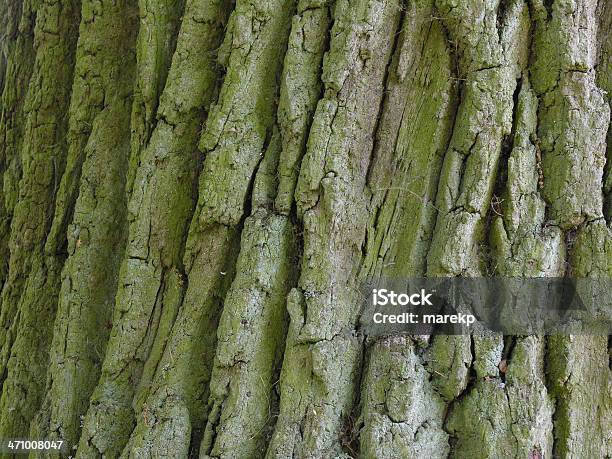 Casca De Carvalho E Algas - Fotografias de stock e mais imagens de Abstrato - Abstrato, Alga, Antigo