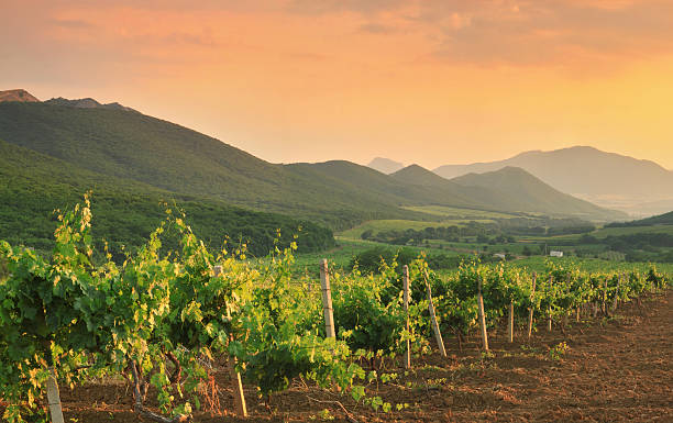 istock Panorama of vineyards 471008936