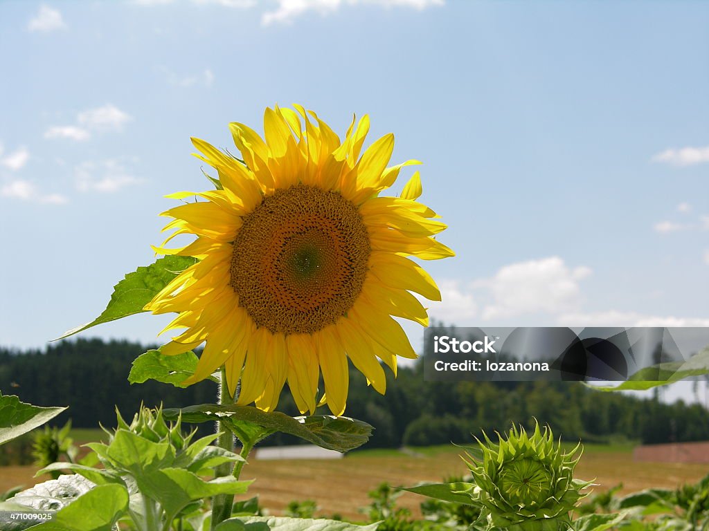 Sol flores 2 - Foto de stock de Agricultura royalty-free