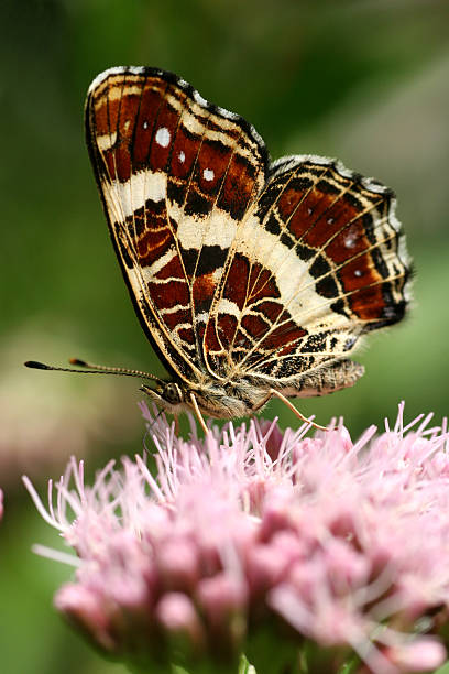 Butterfly stock photo