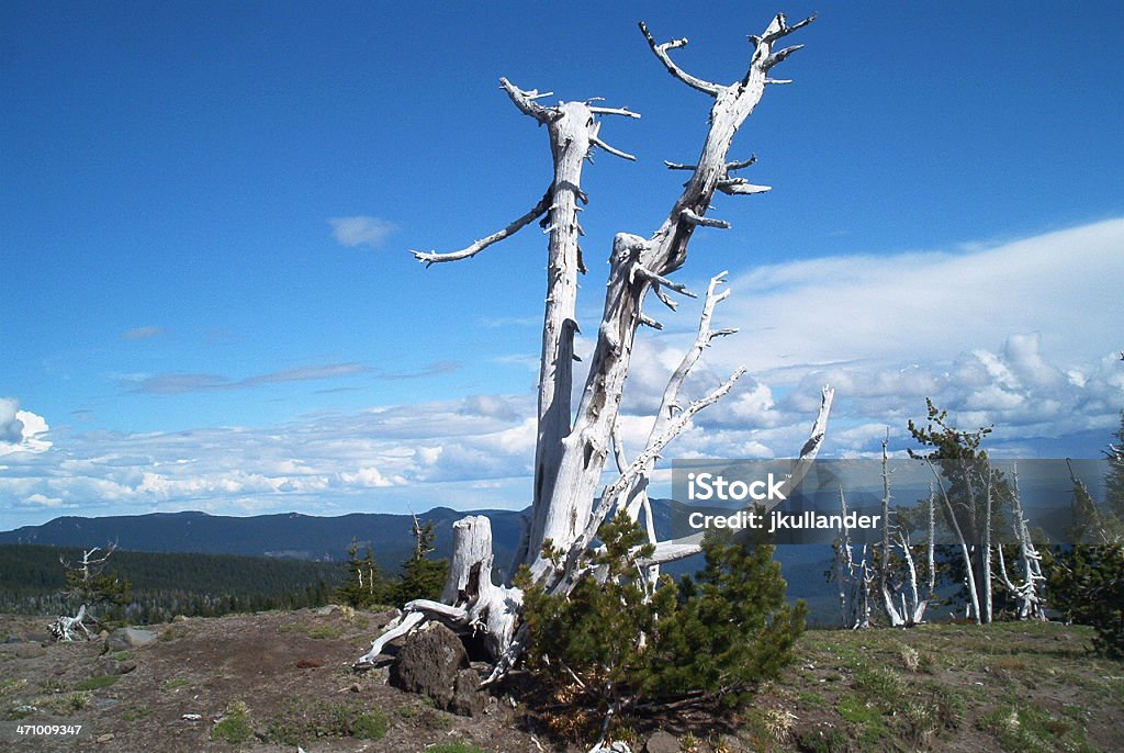 Árvore em cima da montanha - Royalty-free Animal selvagem Foto de stock