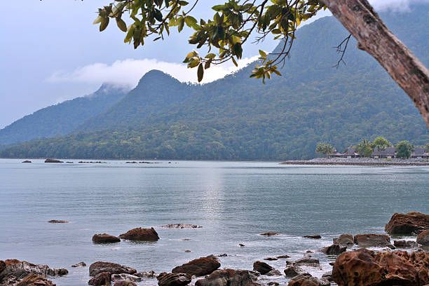 istock Tropical Rainforest Meets the Ocean 471009493