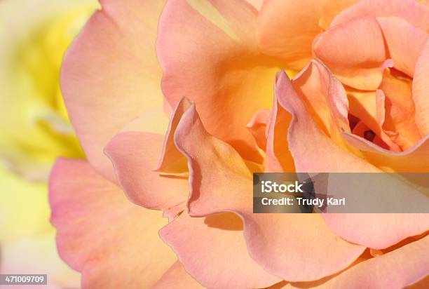Duas Rosas Derosa E Amarelas Peachycomment - Fotografias de stock e mais imagens de Aberto - Aberto, Amarelo, Beleza