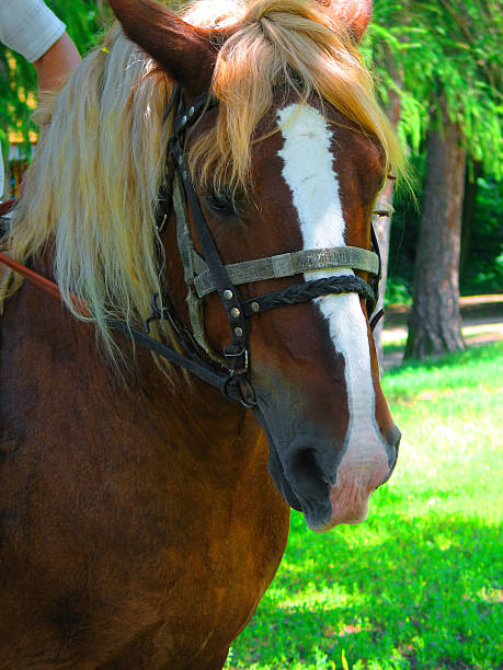 Horse's Head stock photo