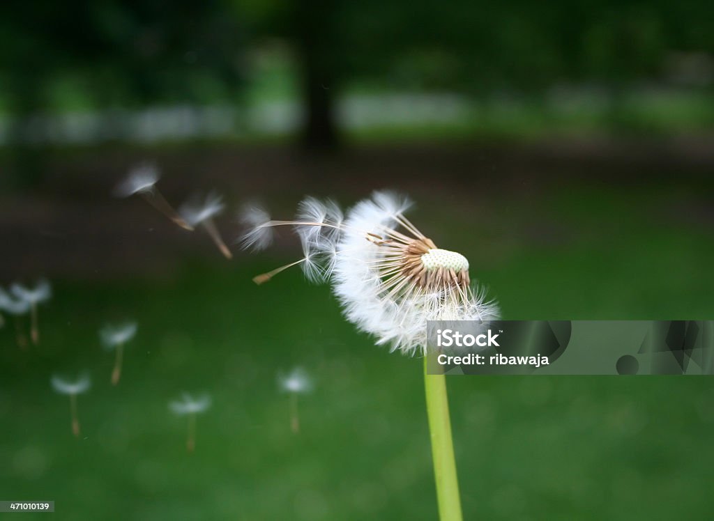 dandelion dispersal seeds blown from a dandelion clock Blowing Stock Photo