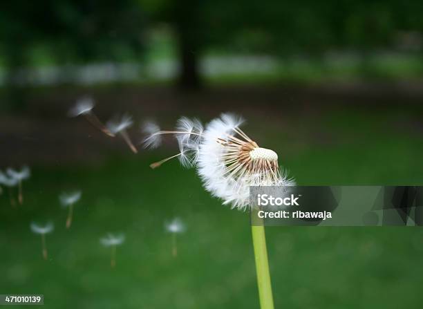 Dandelion Dispersal Stock Photo - Download Image Now - Blowing, Chiffon, Dandelion