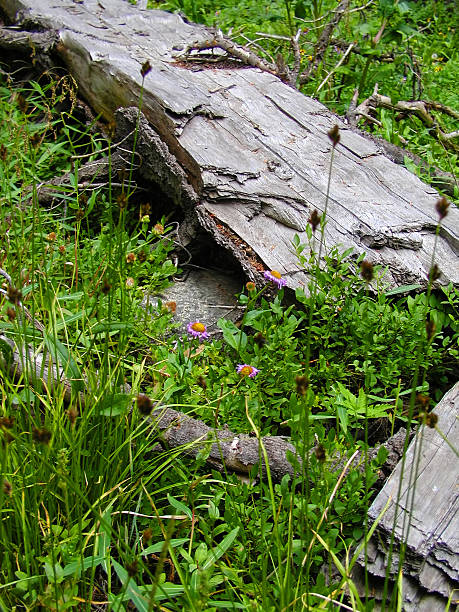 Fallen Tree and Green Growth stock photo