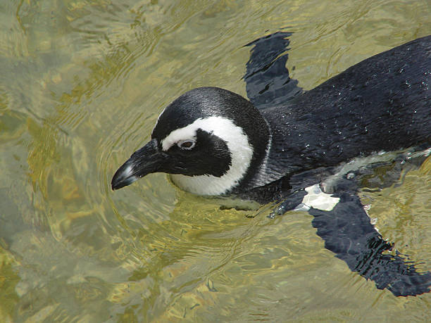 de pinguins africanos - jackass penguin penguin zoo swimming animal - fotografias e filmes do acervo