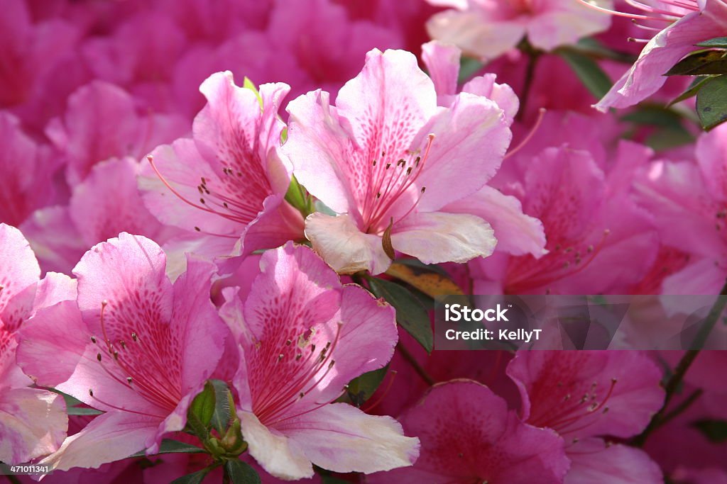 azaleas en fleur - Photo de Azalée libre de droits