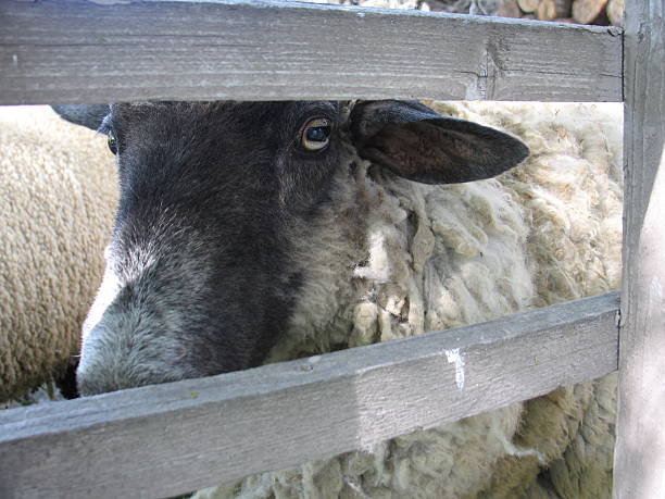 Ewe Sheep! stock photo