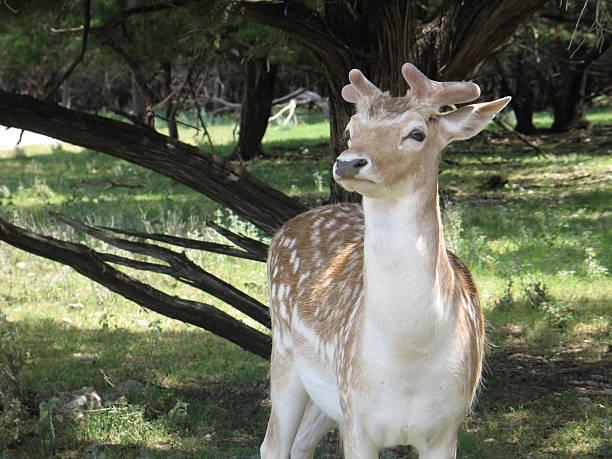 Young Deer stock photo
