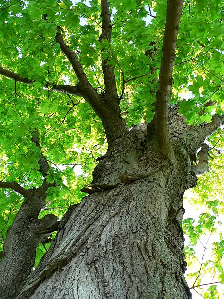 Maple Tree stock photo