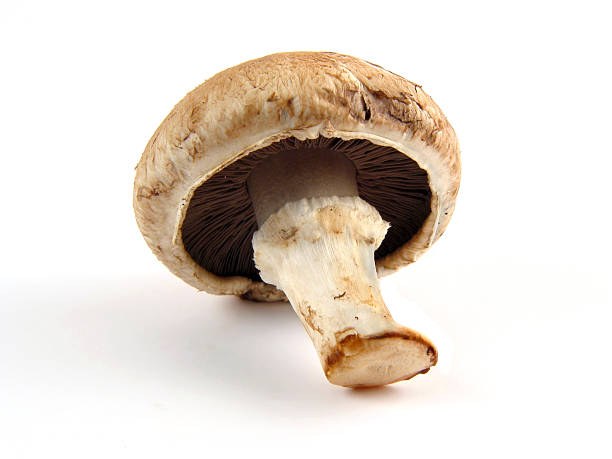 istock Close-up of champignon 471012147