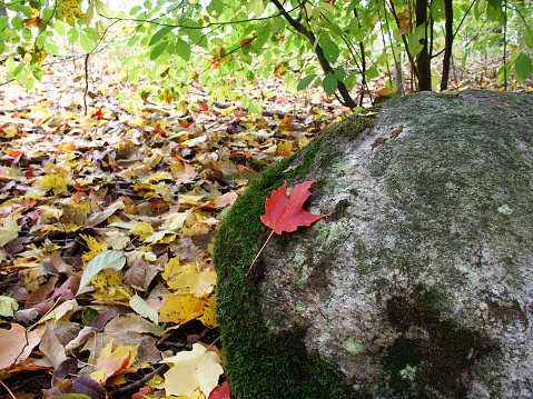 Autumn scene in upstate New York grove.