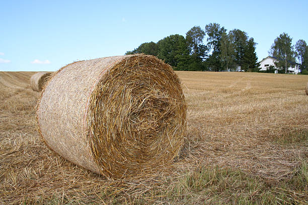 Harvest stock photo
